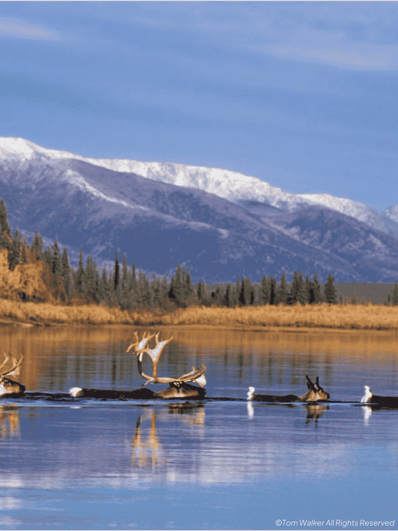 Reindeer swimming through mountain lake. Photo credit: ©Tom Walker All Rights Reserved