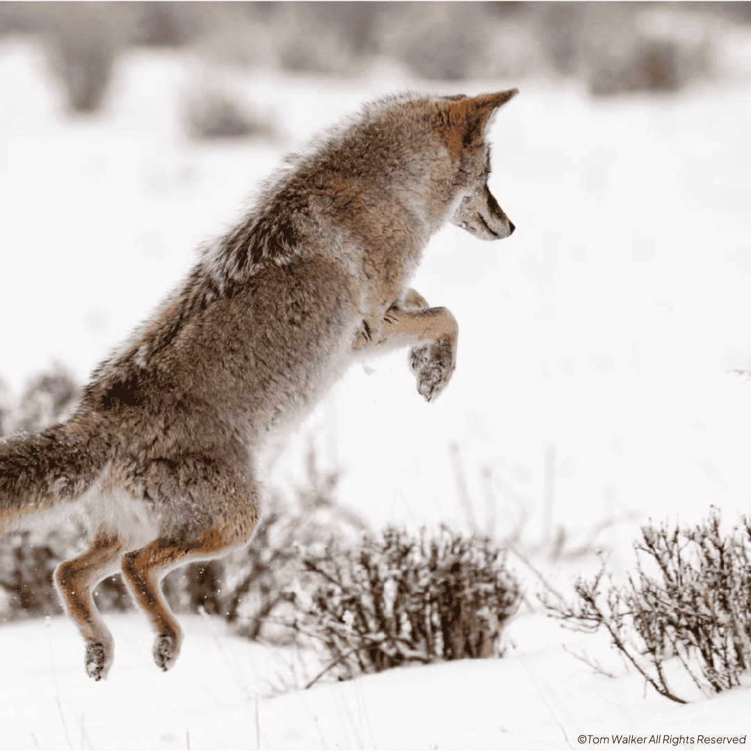 Fox jumping in the snow. Phot cred: ©Tom Walker All Rights Reserved