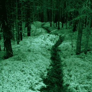 Path through the moss covered-floor of the Boreal Forest. Photo cred: Stephen Loring